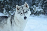 Étalon Siberian Husky - No limits for glory dite raven Of cold winter nights