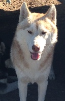 Étalon Siberian Husky - Marlow (Sans Affixe)