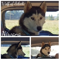 Étalon Siberian Husky - Nirvana Wolf Of Sibalt