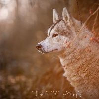 Étalon Siberian Husky - Jasna de L'Igloo des Sables