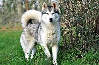 Étalon Siberian Husky - Just irresistible 'koumy' Of pack-ice wolves