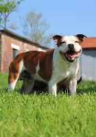 Étalon Staffordshire Bull Terrier - Naos De La Patte Dans La Main