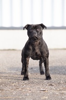 Étalon Staffordshire Bull Terrier - New york melody des Espoirs de Wallieux
