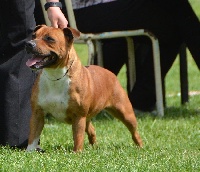 Étalon Staffordshire Bull Terrier - Jenga Pacifique Nielo Staff