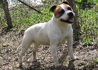 Étalon Staffordshire Bull Terrier - Monique De l'eden for ever
