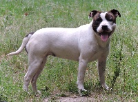 Étalon Staffordshire Bull Terrier - Mélusine De l'eden for ever