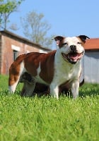 Étalon Staffordshire Bull Terrier - Naos De La Patte Dans La Main