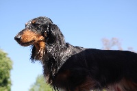 Étalon Teckel poil long - Lizza belle Du cap des embruns