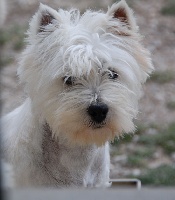 Étalon West Highland White Terrier - Nue t'es là du vallon des Aures