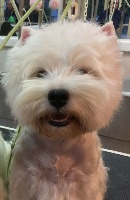 Étalon West Highland White Terrier - Irresistible tentation de Willycott
