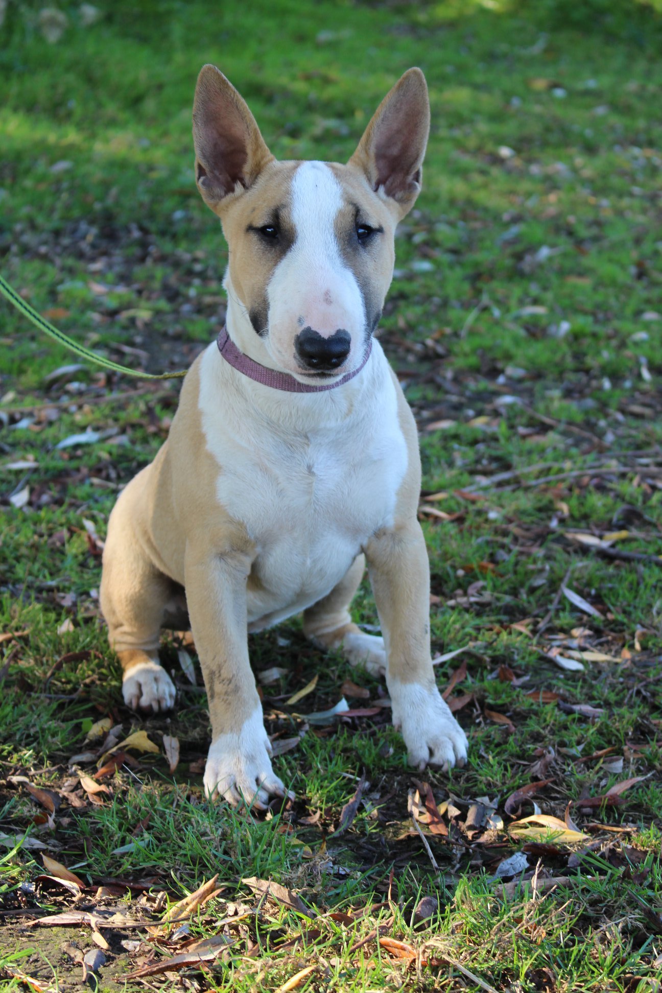 Les Bull Terrier Miniature de l'affixe   Love Is Blind