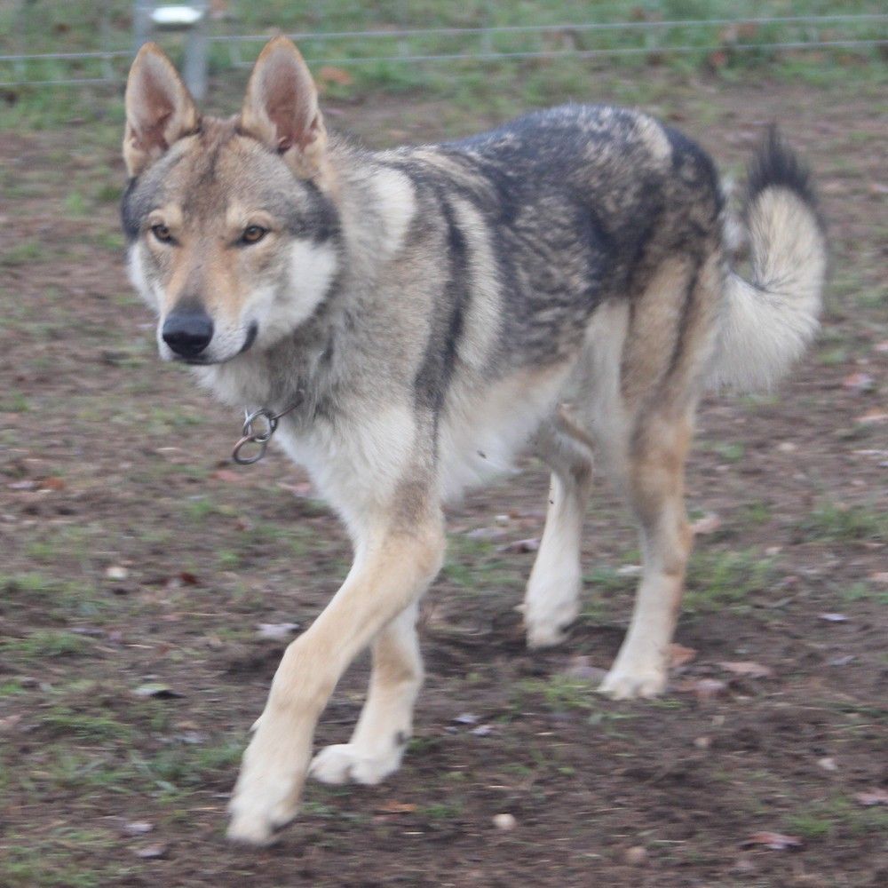 Chien Elevage De Sainte Petronille Eleveur De Chiens