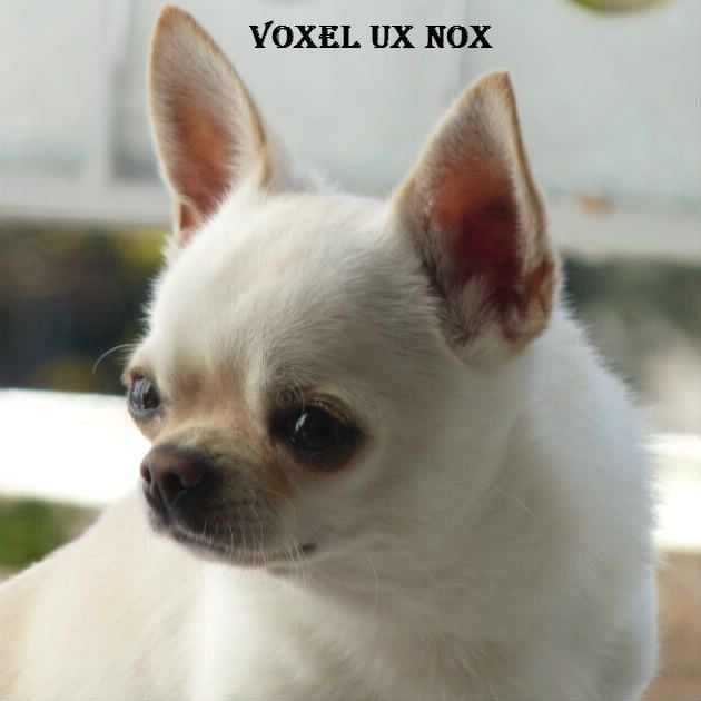 Voxel Ux Nox
