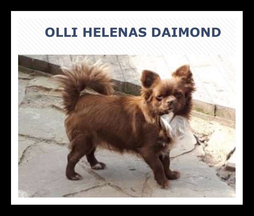 Olli helena's diamond