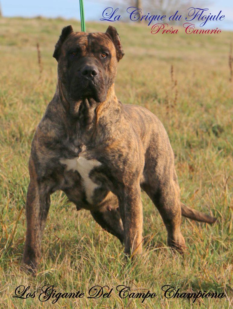 dogo de canario