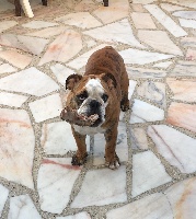Étalon Bulldog Anglais - O' cuba Precious Beauty's