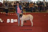 Étalon Mastiff - Qojack Du Jardin De Bianca