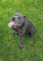 Étalon Staffordshire Bull Terrier - Mac (Sans Affixe)