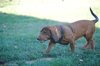 Étalon Basset des Alpes - Oki De La Vallée De La Dent Du Chat