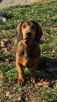 Étalon Basset des Alpes - Obito De La Vallée De La Dent Du Chat
