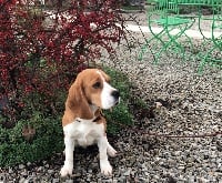 Étalon Beagle - Nanou des vallées d argoat