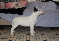 Étalon Bull Terrier - Heaven White Obsessious