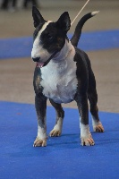 Étalon Bull Terrier - CH. My bloody valentine du moulin d'allamont