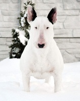 Étalon Bull Terrier - Heaven White Luxury