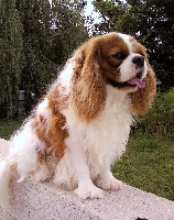 Étalon Cavalier King Charles Spaniel - Lee-roy Du clos de larpege