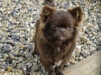 Étalon Chihuahua - omnivarus schad Ikki