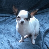 Étalon Chihuahua - Lovely De L'eden Angel