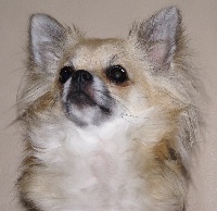 Étalon Chihuahua - Mia des rèves polaires