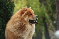 Étalon Chow Chow - Natsukie Des Légendes Des Ours