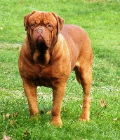 Étalon Dogue de Bordeaux - Ibanez Des Terres Immortelles
