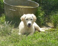 Étalon Golden Retriever - Neige de la bergerie d'argent