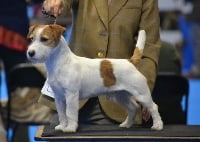 Étalon Jack Russell Terrier - falling branch  once upon a time