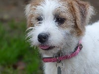 Étalon Jack Russell Terrier - Ondine Des Monts D'occitanie