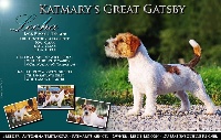 Étalon Jack Russell Terrier - katmary's Great gatsby