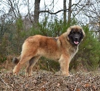 Étalon Leonberger - Nikita Des Gardiens Des Lions