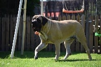 Étalon Mastiff - Paolina La Vallée Des Mountches