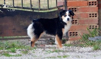Étalon Berger Américain Miniature - My sweet panda Of Swanee River