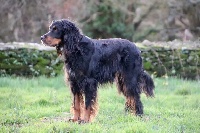 Étalon Setter Gordon - Hébène du Val D'Adée