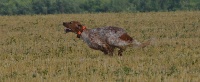 Étalon Setter Anglais - des Arcanes de Scolopax Nessy