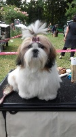 Étalon Shih Tzu - Milka du Loup au Grand Coeur