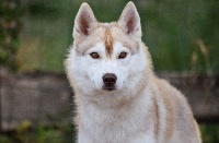 Étalon Siberian Husky - Natyka de L'Igloo des Sables