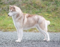 Étalon Siberian Husky - Maïka de L'Igloo des Sables