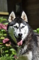 Étalon Siberian Husky - Magic Wolf Illinka