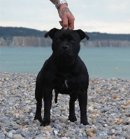 Étalon Staffordshire Bull Terrier - CH. luyllystaff Lady black
