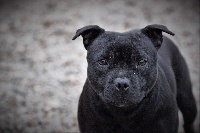 Étalon Staffordshire Bull Terrier - News Des Guerriers Pacifiques