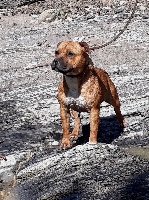 Étalon Staffordshire Bull Terrier - skilful dogs Sidney